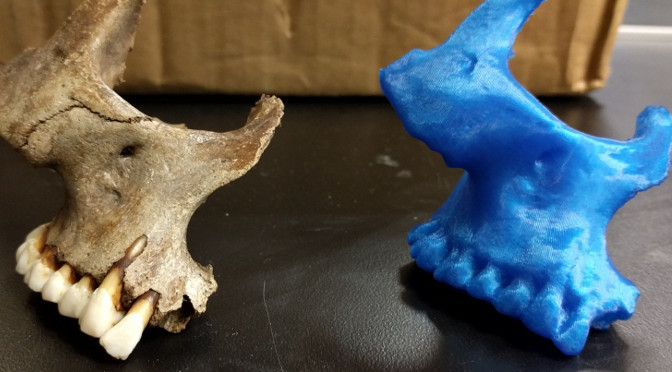 Scanning Bones for 3D Printing